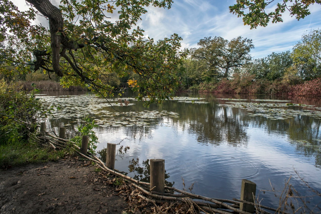An image of a pond and trees.