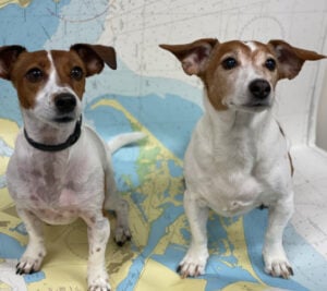 A photo of 2 dogs called Ted & Betty